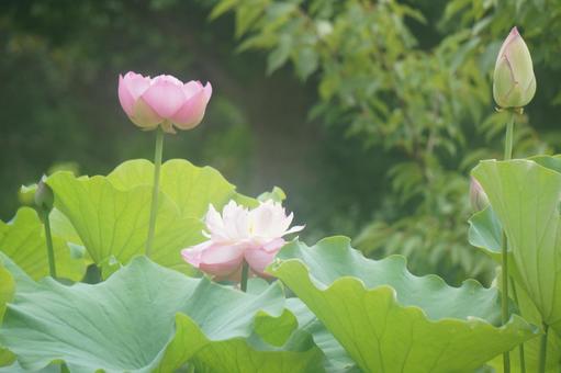 蓮 蓮 蓮,夏,自然の写真素材