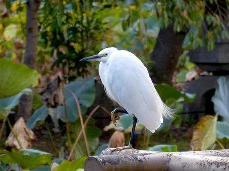 池の前で休憩所の欄干に止まるコサギ コサギ,白鷺,鳥の写真素材