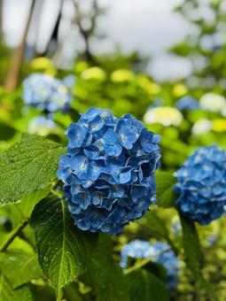 紫陽花 紫陽花の写真