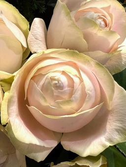 丸みのあるバラ バラ,花,アップの写真素材