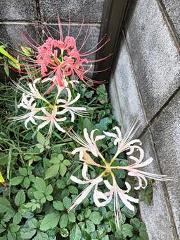 赤と白の彼岸花 赤と白の彼岸花の写真