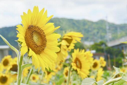 Sunflower Sunflower Flower, flour, sunflower, flower, JPG