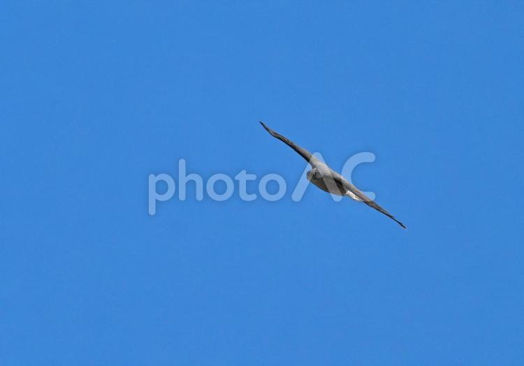 翼を広げて滑空するハイタカ3 ハイタカ,翼を広げる,滑空の写真素材