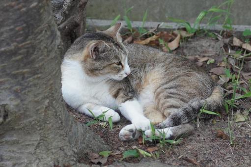 ねこ ねこ のらねこ,にゃんこ,可愛いの写真素材