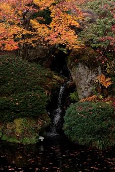 もみじ 秋,もみじ,モミジの写真素材