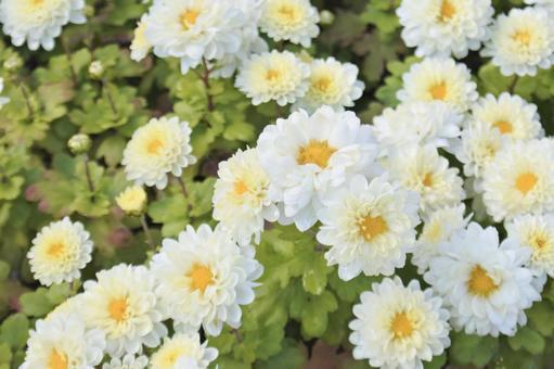 白い菊① 菊,白,秋の写真素材