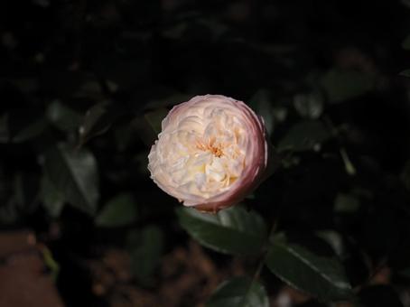 バラ園にて綺麗な薔薇を撮った写真です バラ園にて綺麗な薔薇を撮った写真ですの写真