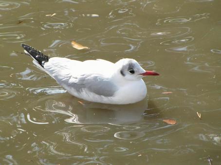 池の水面に浮かぶ越冬中のユリカモメ 池の水面に浮かぶ越冬中のユリカモメ ユリカモメ,かもめ,鳥の写真素材