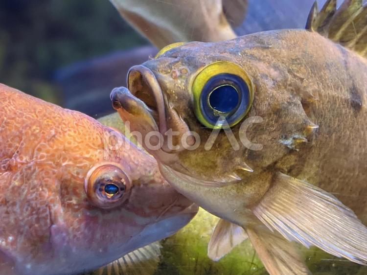 二匹の魚の顔 魚,水族館,水の写真素材