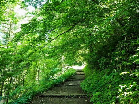 山道23 山道23 山道,ハイキング,山の写真素材