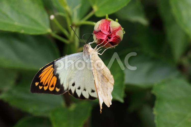 ハイビスカスの蕾とツマベニチョウ♀ 昆虫,虫,生態の写真素材