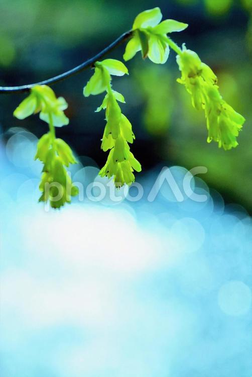 トサミズキ　土佐水木　春の花 トサミズキ,土佐水木,春の花の写真素材
