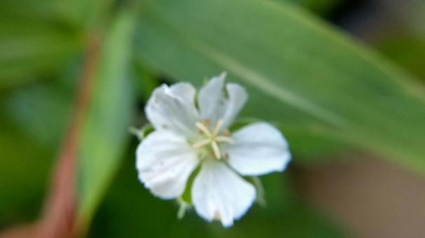 フウロソウ属の植物は区別が難しい フウロソウ属の植物は区別が難しいの写真