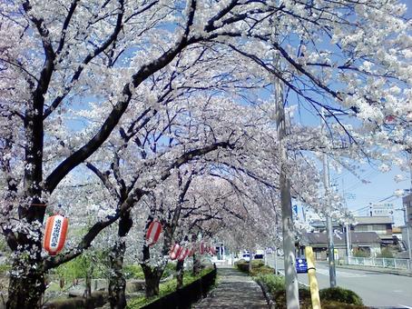 花見 花見の写真