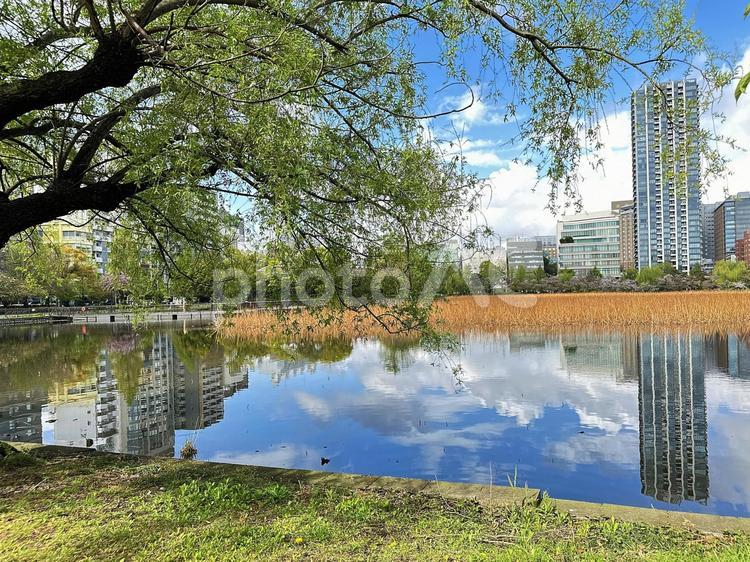 不忍池　上野公園　台東区 不忍池,上野恩賜公園,弁天島の写真素材