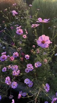 秋のコスモス 秋のコスモス コスモス,秋,植物の写真素材