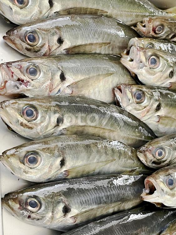 朝どれ　新鮮　沢山のアジ　縦 アジ,魚,魚釣りの写真素材