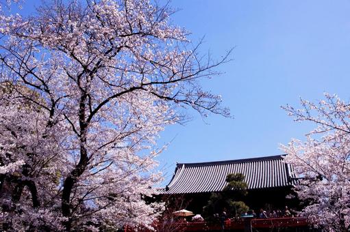 日本の春の風景の写真