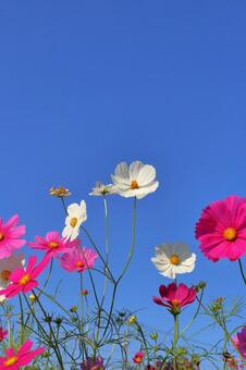 コスモス　花　青空 花,コスモス,秋桜の写真素材
