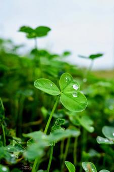 A summer scene after a rain, bathed in gentle light, JPG