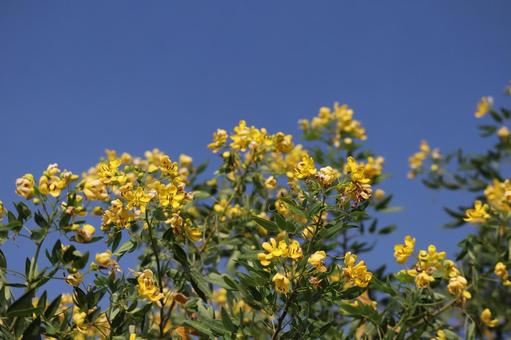 青空と黄色いアンデスの乙女という花の花木の写真