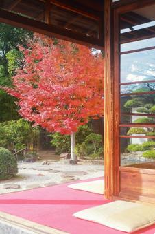 西尾市歴史公園の近衛邸の縁側と紅葉 西尾市歴史公園の近衛邸の縁側と紅葉 西尾市歴史公園,近衛邸,公共施設の写真素材