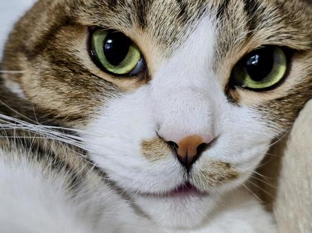 Staring cat, JPG
