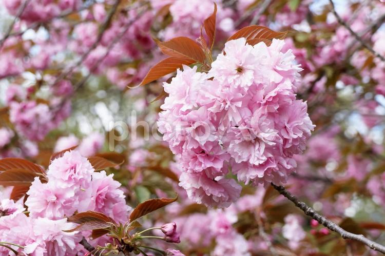 八重桜 春,さくら,サクラの写真素材