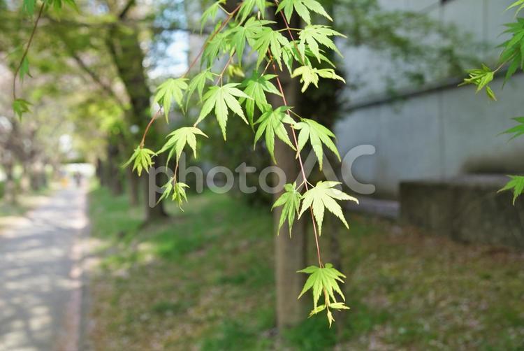 宇治川派流の青もみじ 京都,春,4月の写真素材