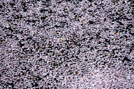 水面に浮かぶ桜の花びら 水面に浮かぶ桜の花びらの写真