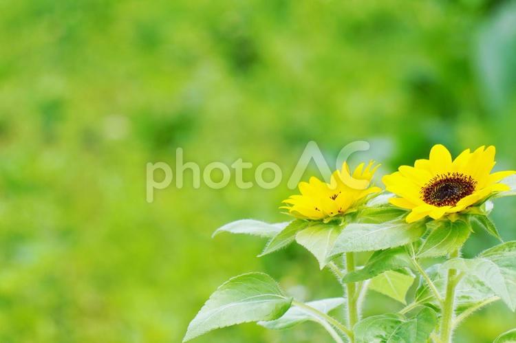 ミニヒマワリ ミニヒマワリ,ヒマワリ,ひまわりの写真素材