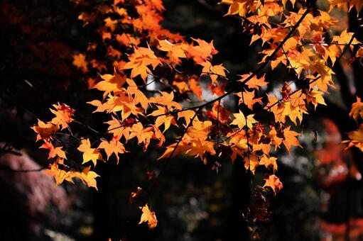 室生寺 室生寺,紅葉,もみじの写真素材