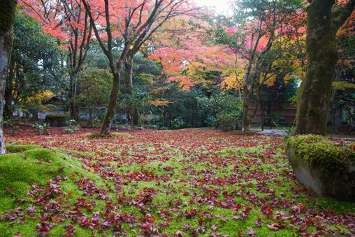 苔寺の紅葉 11月,秋,洛西の写真素材