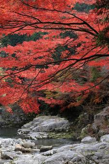 奥津渓紅葉　５ 渓谷,奥津渓,紅葉の写真素材