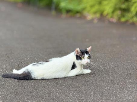 リラックスする白黒猫 リラックスする白黒猫の写真