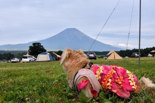 キャンプ場で富士山を見つめる犬 キャンプ場で富士山を見つめる犬 ミニチュアダックス,ダックスフント,愛犬の写真素材