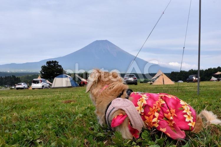 キャンプ場で富士山を見つめる犬 ミニチュアダックス,ダックスフント,愛犬の写真素材