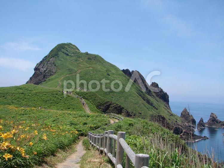 佐渡島　カンゾウの花と大野亀 佐渡島,佐渡ヶ島,カンゾウの写真素材