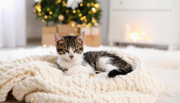 家の中の猫 家の中の猫の写真