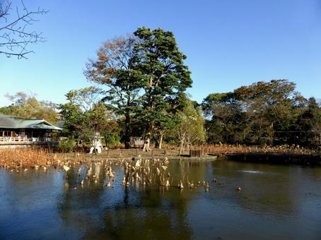 11月の鶴岡八幡宮・弁天島から池を望む 源氏池,源平池,鶴岡八幡宮の写真素材