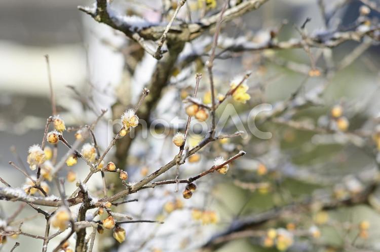 2月の花　蝋梅 岐阜県,山県市,四国山公園の写真素材
