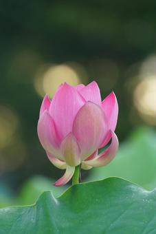 蓮花 蓮花 はす,ハス,蓮の写真素材