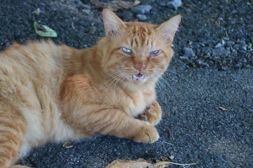 茶トラのノラ猫 茶トラのノラ猫の写真