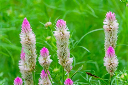 ピンク色のケイトウが咲く夏の花畑 ピンク色のケイトウが咲く夏の花畑の写真