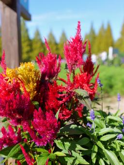 ケイトウの写真