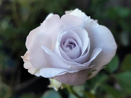 ベランダのバラ・ポルトブルー 薔薇,バラ,ポルトブルーの写真素材