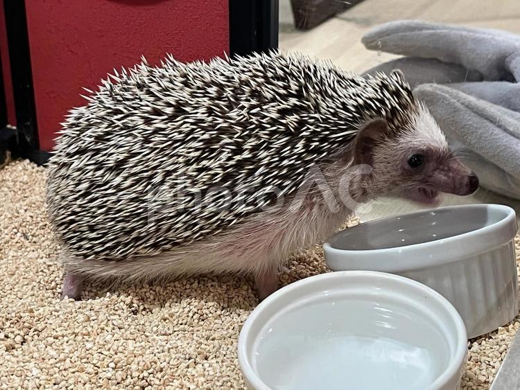 ハリネズミ食事中 ハリネズミ,はりねずみ,針鼠の写真素材