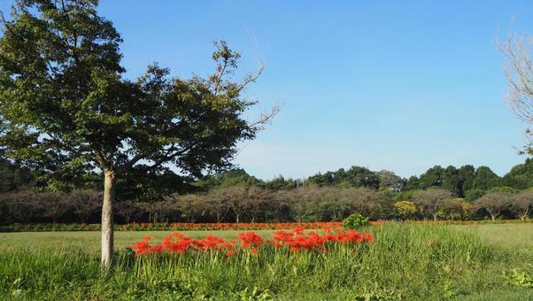 曼珠沙華公園付近・彼岸花&草地(日高市) 曼珠沙華公園付近・彼岸花&草地(日高市)の写真