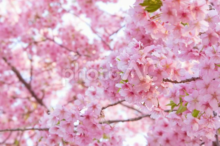 夕焼けに染まる河津桜2 花,桜,河津桜の写真素材