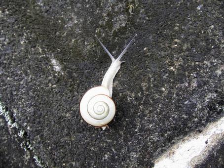 かたつむり かたつむり,カタツムリ,蝸牛の写真素材